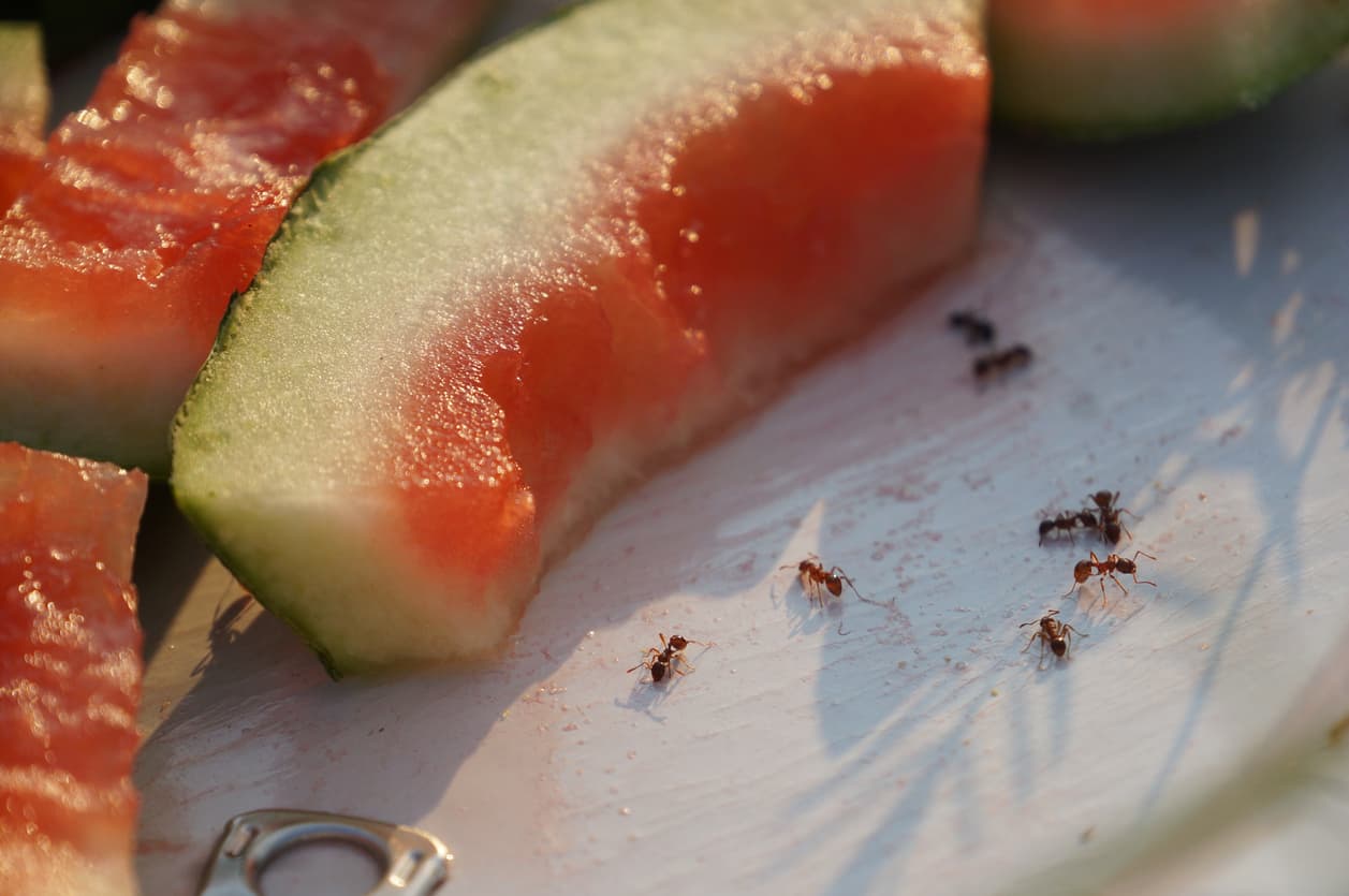 Different Ants You’re Sure to See This Summer