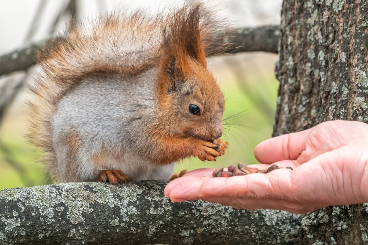 When Pests Become Pets: 5 Unusual Critter Companions