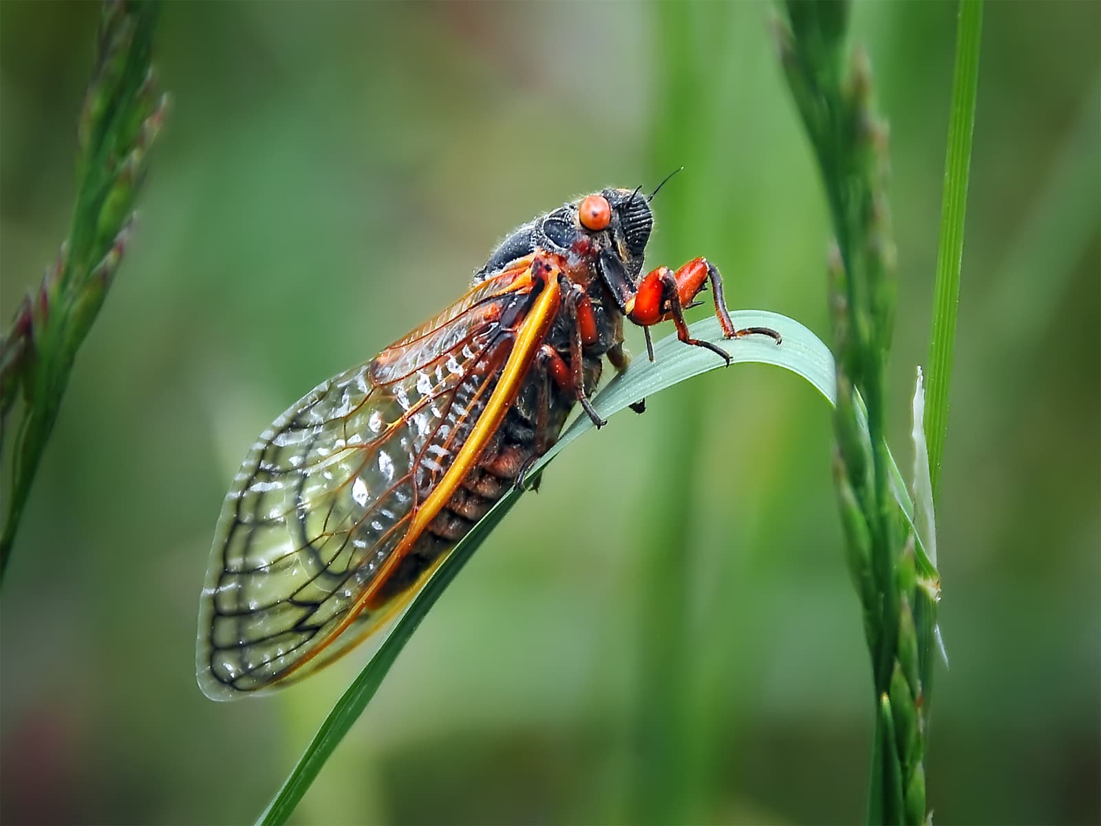 What to Expect During The Summer of the Cicada