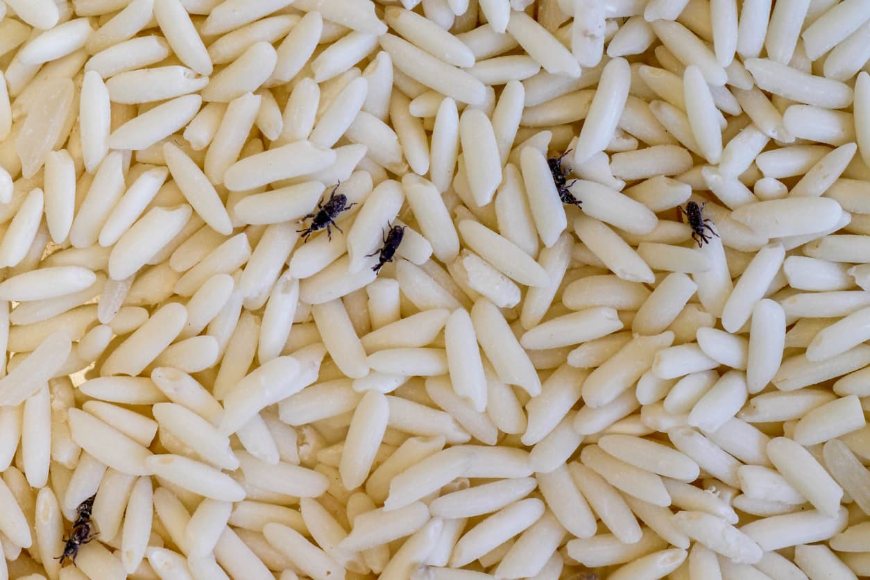 The Most Common Pantry Pests and How To Keep Them Out