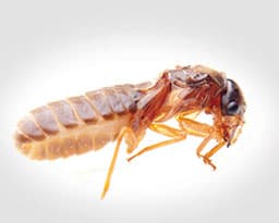 Drywood Termite