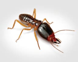 Formosan Subterranean Termites