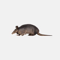 Armadillos