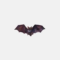 Bats