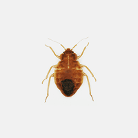 Bed Bugs