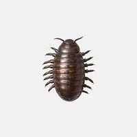 Pill Bugs