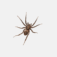 Spiders
