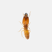 Termites