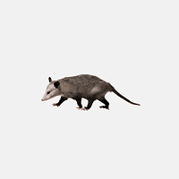 Opossums