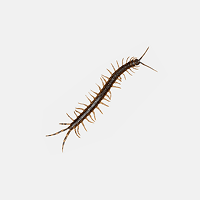 Centipedes