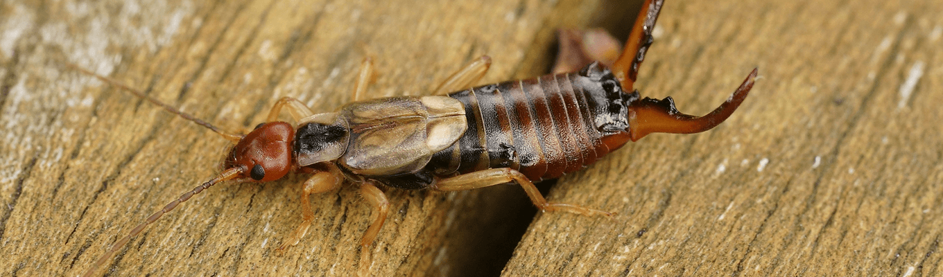 Earwig Control