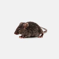 Mice & Rats