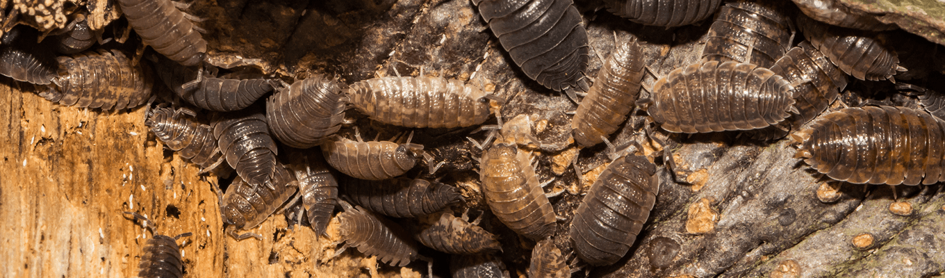 Pill Bug Control