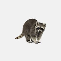 Racoons