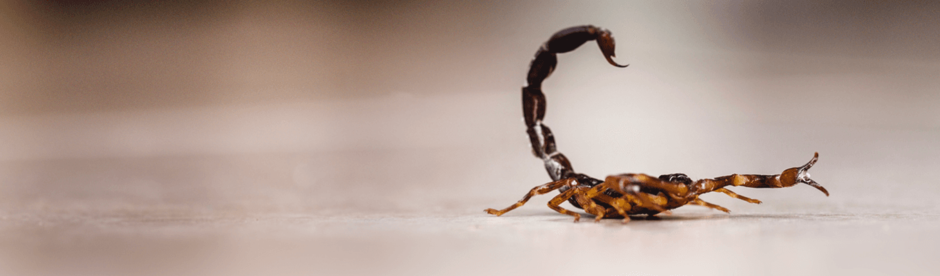 Scorpion Control