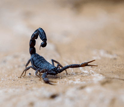 2. Treat