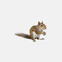 Squirrels