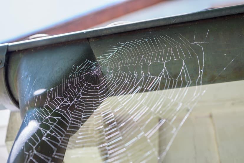 Haunted or Infested? The Creepy Clues Hiding in Your House
