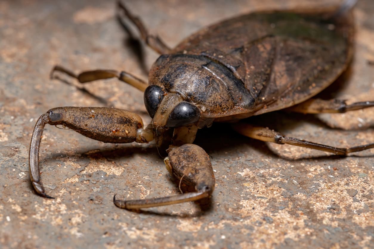Why a “Water Bug” Isn’t The Pest You Think It Is