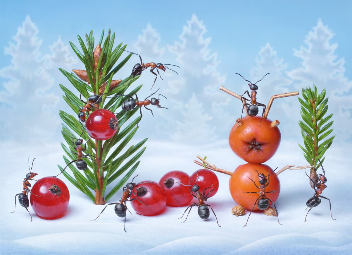 5 Holiday Decorations That Can Attract Insects and Rodents