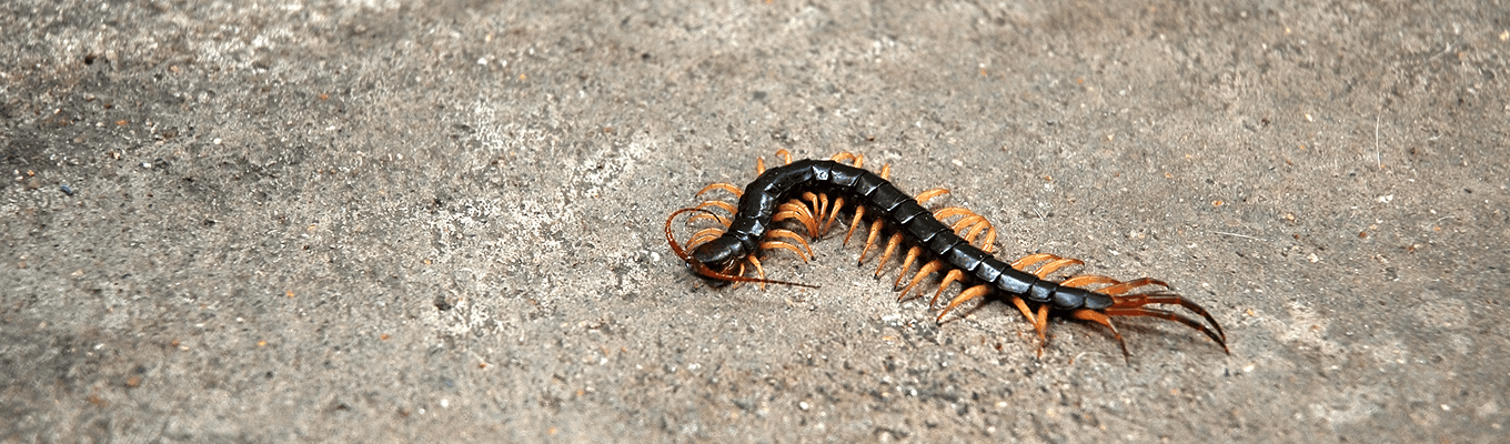 Centipede Control