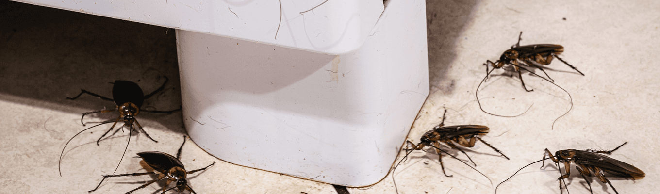 Cockroach Control