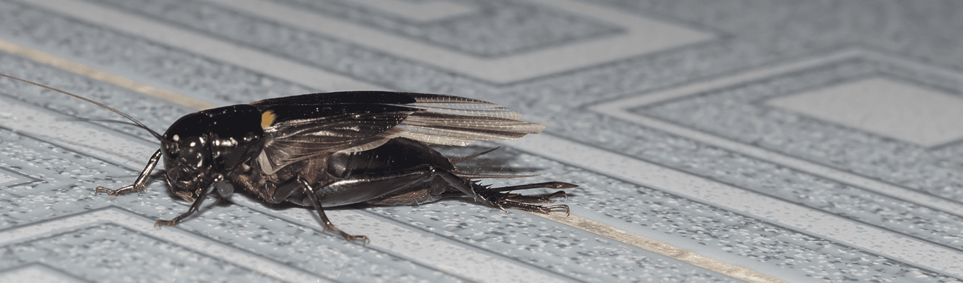 House Cricket Control