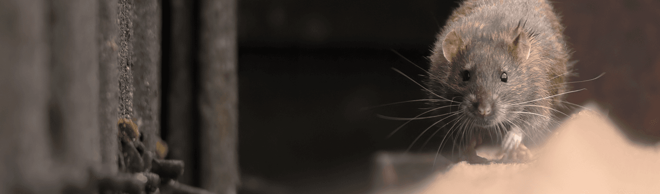 Mice Rat Control
