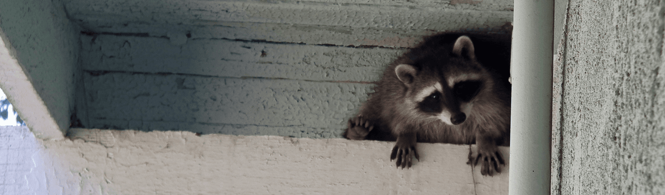 Raccoon Control