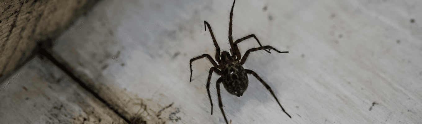 Spider Control