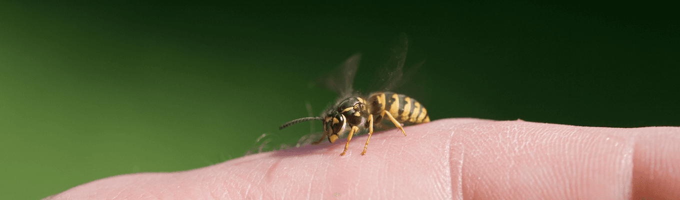 Stinging Insect Control