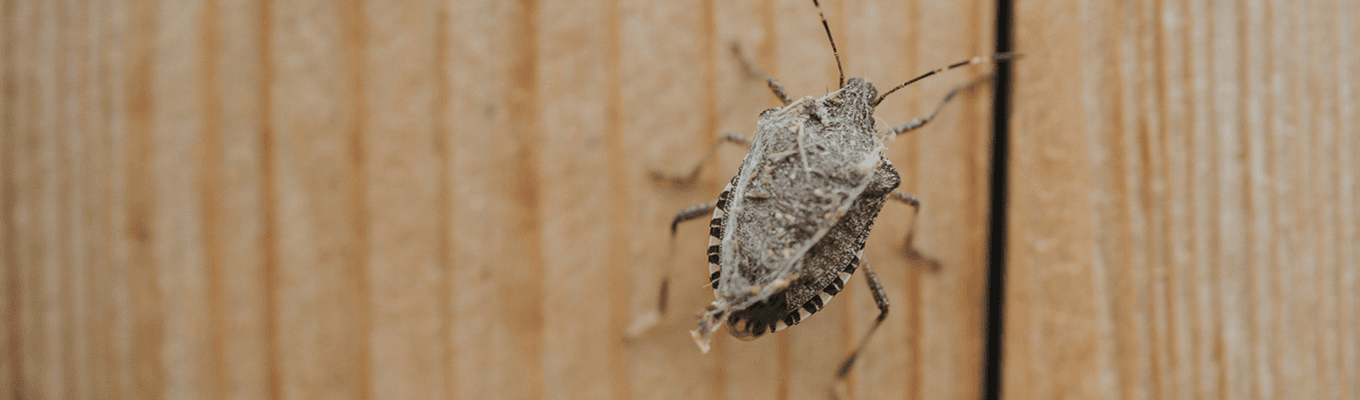 Stink Bug Control