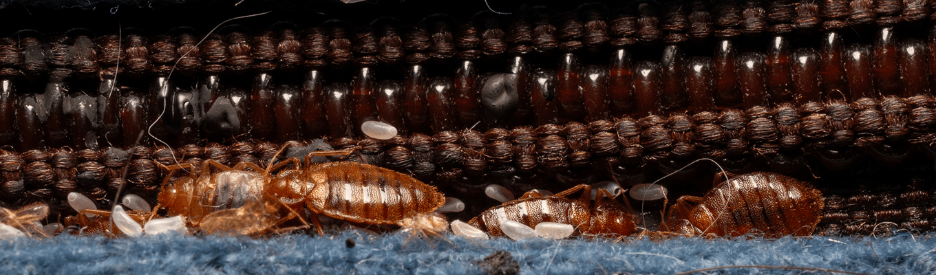 bed bug Control