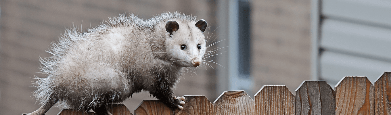 opossum-control