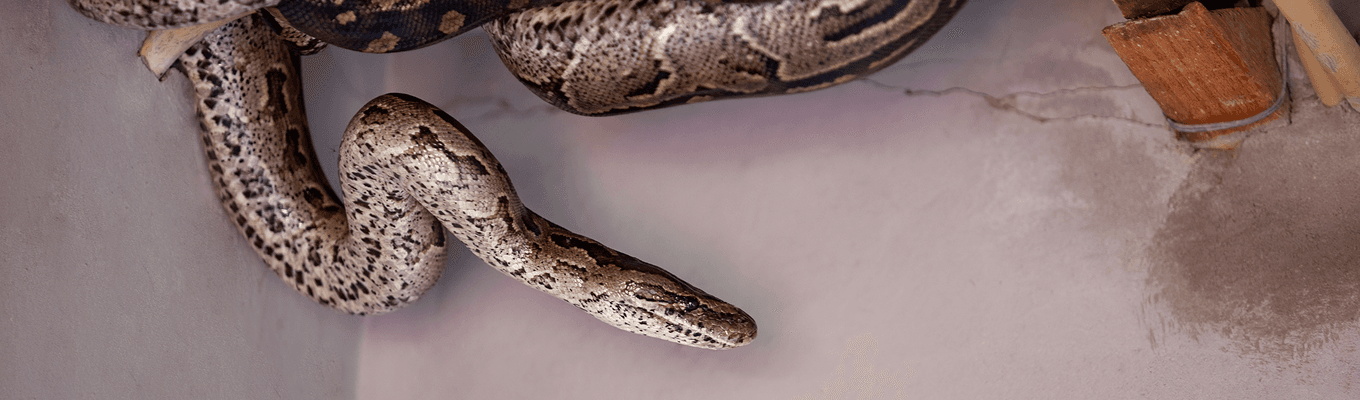 Snake Control