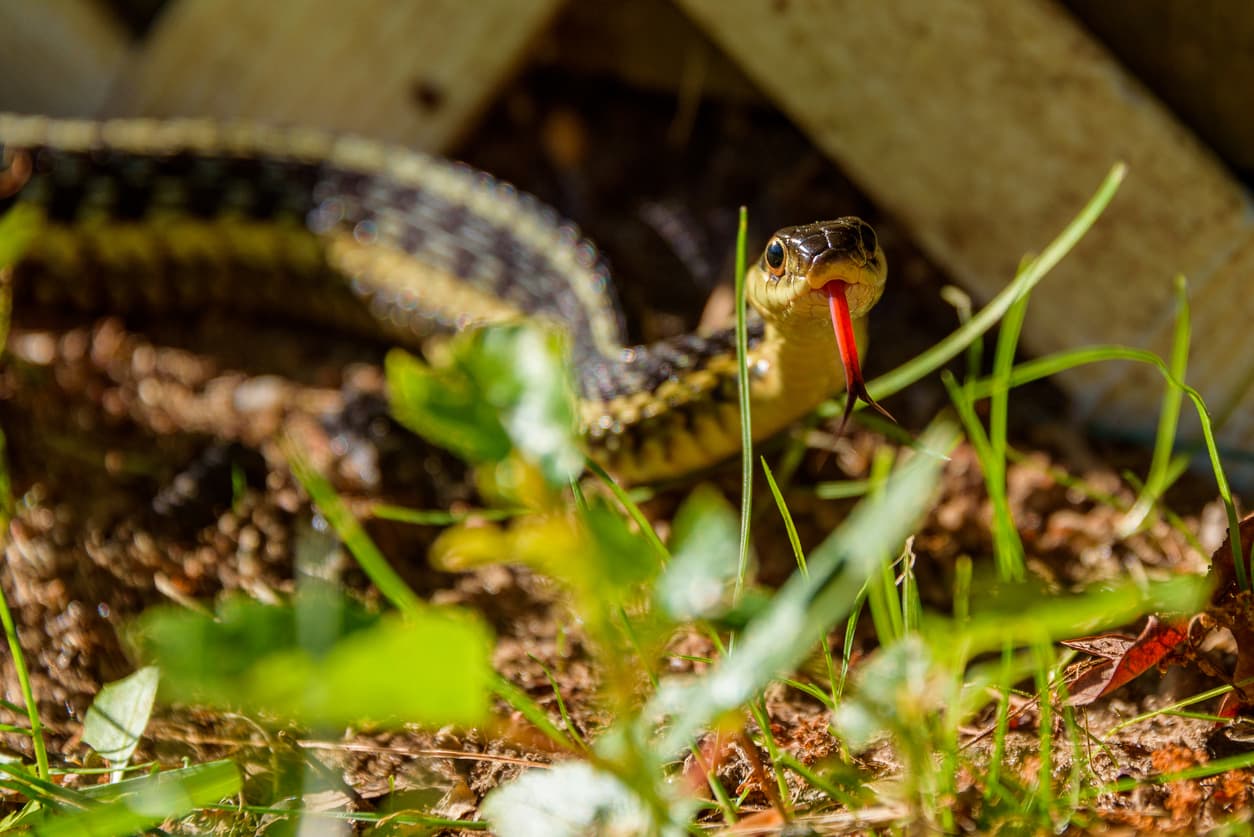 Common Yard Pests to Watch for While Landscaping This Spring