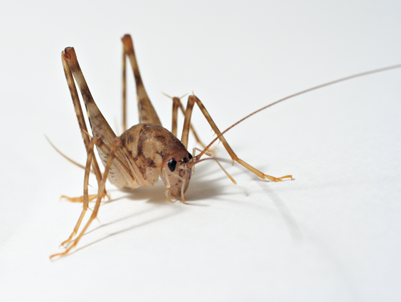 Cave Crickets