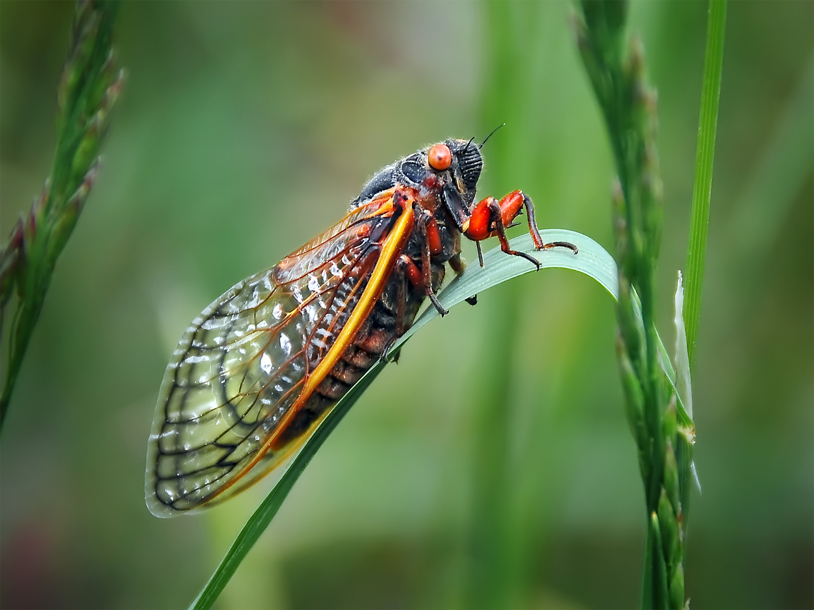 cicada on leaf
