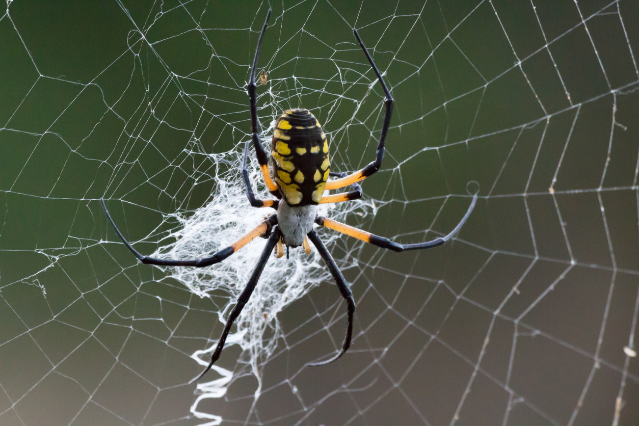 Good Spiders That Help Gardens