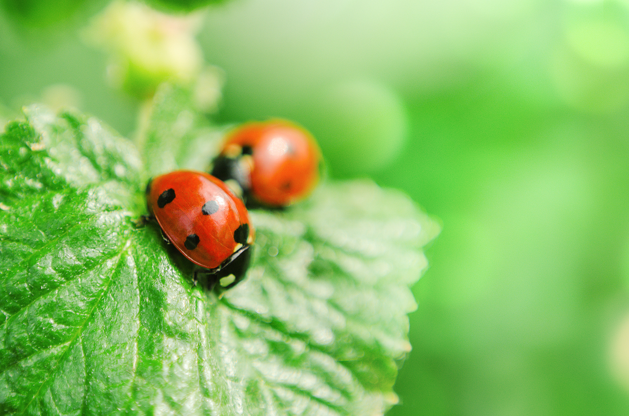 ladybug