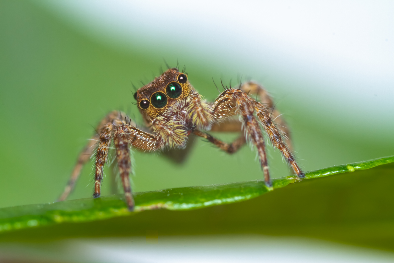 How jumping spiders can distinguish the living from the non-living - Big  Think