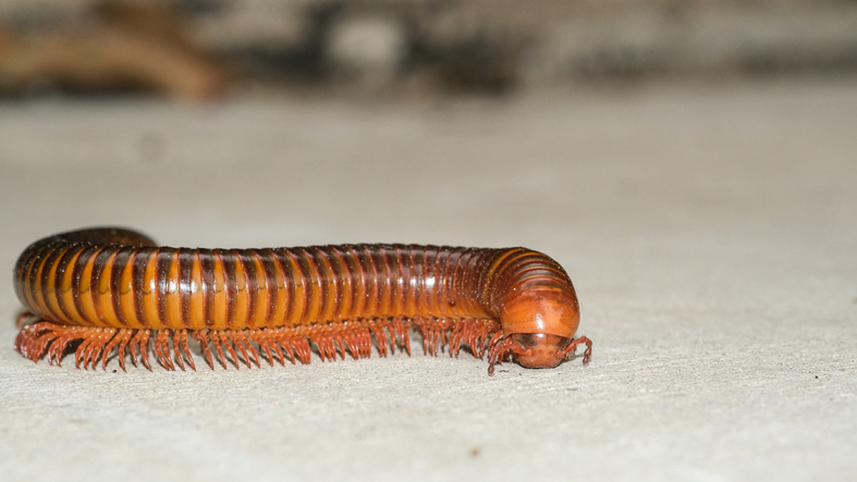 Millipedes