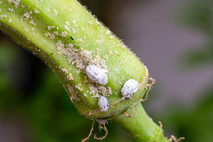 Mealybugs