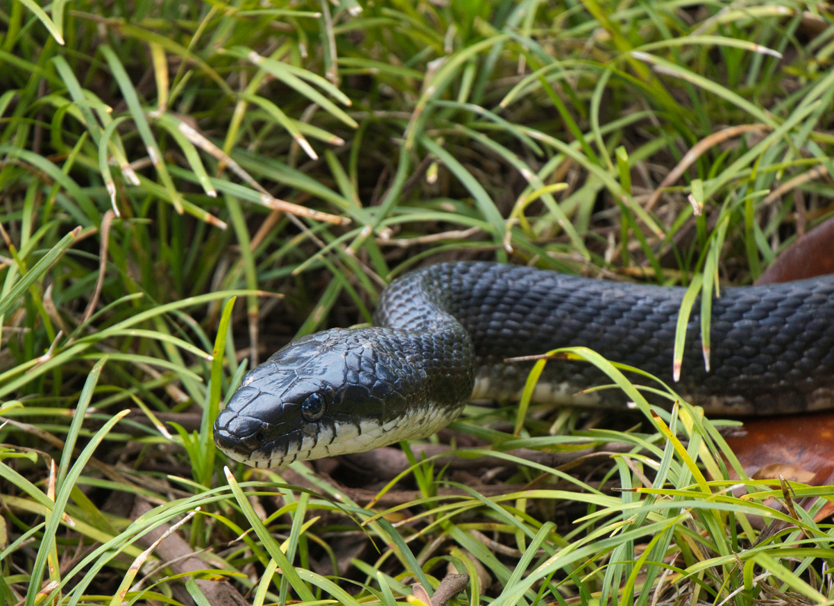 Rat Snakes