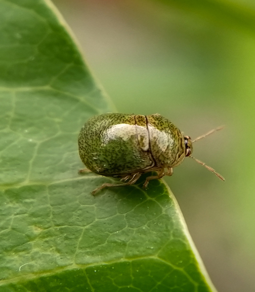 Kudzu Bug