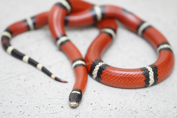 Milk Snake