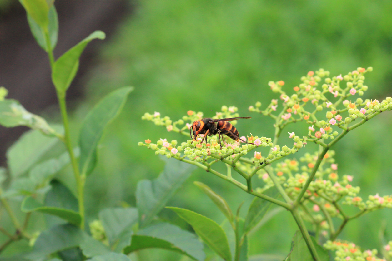 asian hornet