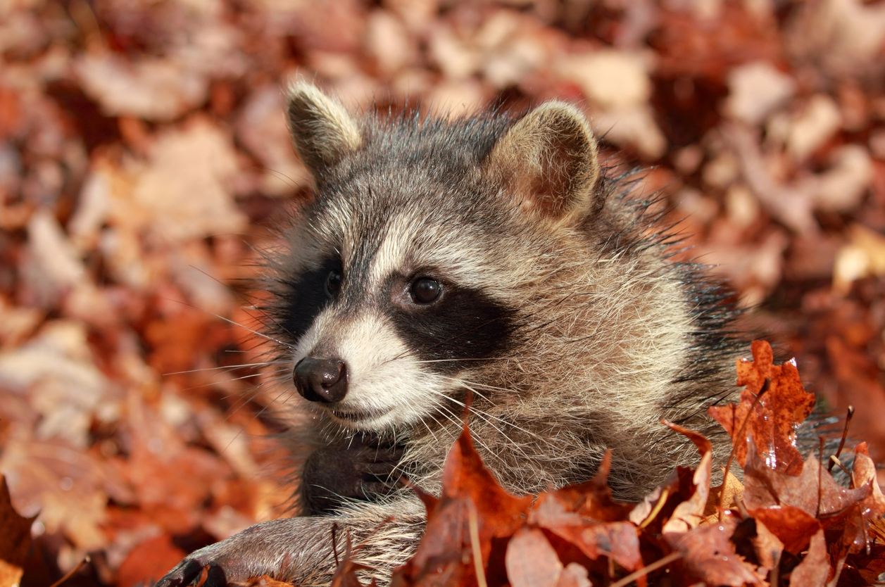 Nader's Pest Raiders Raccoon Removal & Control in Northeast Florida