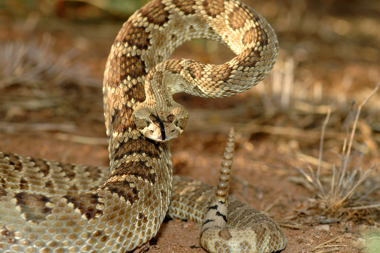 Rattlesnake