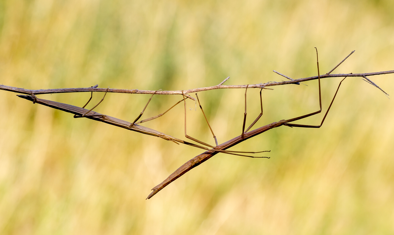 TreeBug